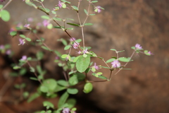 Euphorbia longistyla